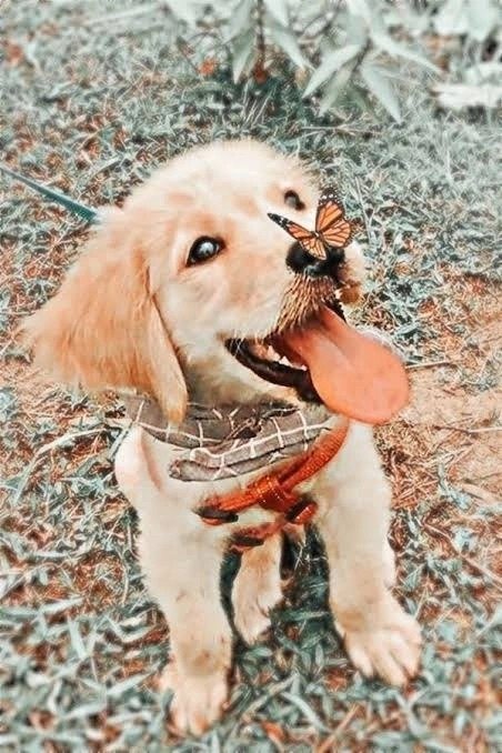 Anime Dog PFP Anime Dog PFP