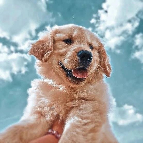 Cute Dog PFP Cute Dog PFP