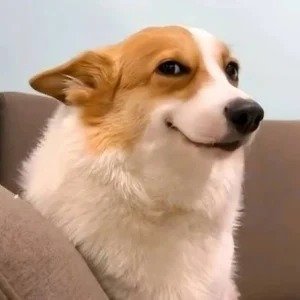 Dog DP Dog DP