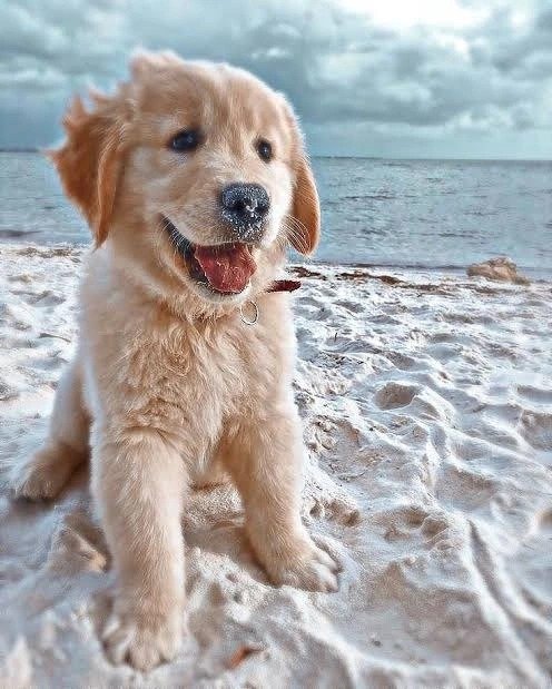 Dog PFP Aesthetic Dog PFP Aesthetic