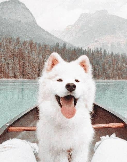 Dog PFP Pinterest Dog PFP Pinterest