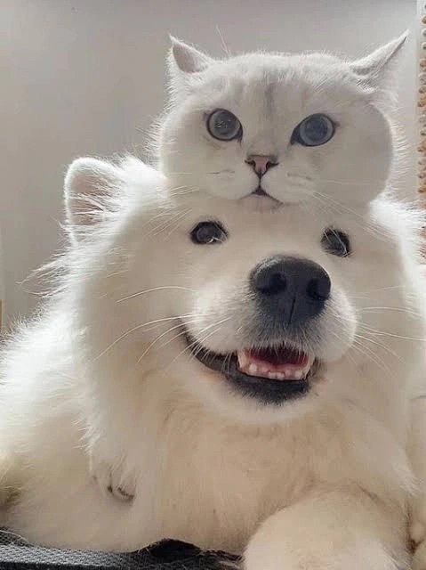 Dog Pictures Dog Pictures