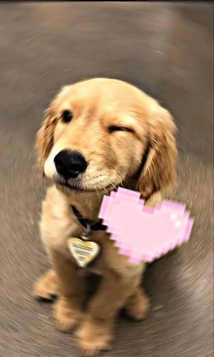 Funny Dog PFP Meme Funny Dog PFP Meme