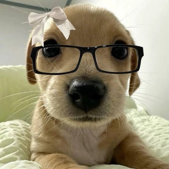 Goofy Dog PFP Goofy Dog PFP