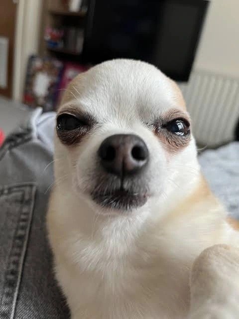 Silly Dog PFP Silly Dog PFP