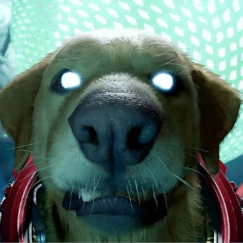 Silly Dog Pictures Silly Dog Pictures