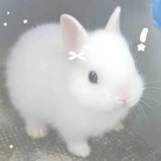 Adorable Bunny Coquette PFP