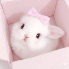Adorable Bunny Coquette