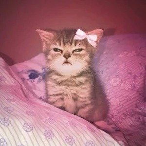 Coquette Cat PFPs