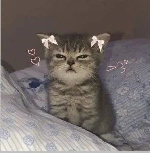 Coquette Cat