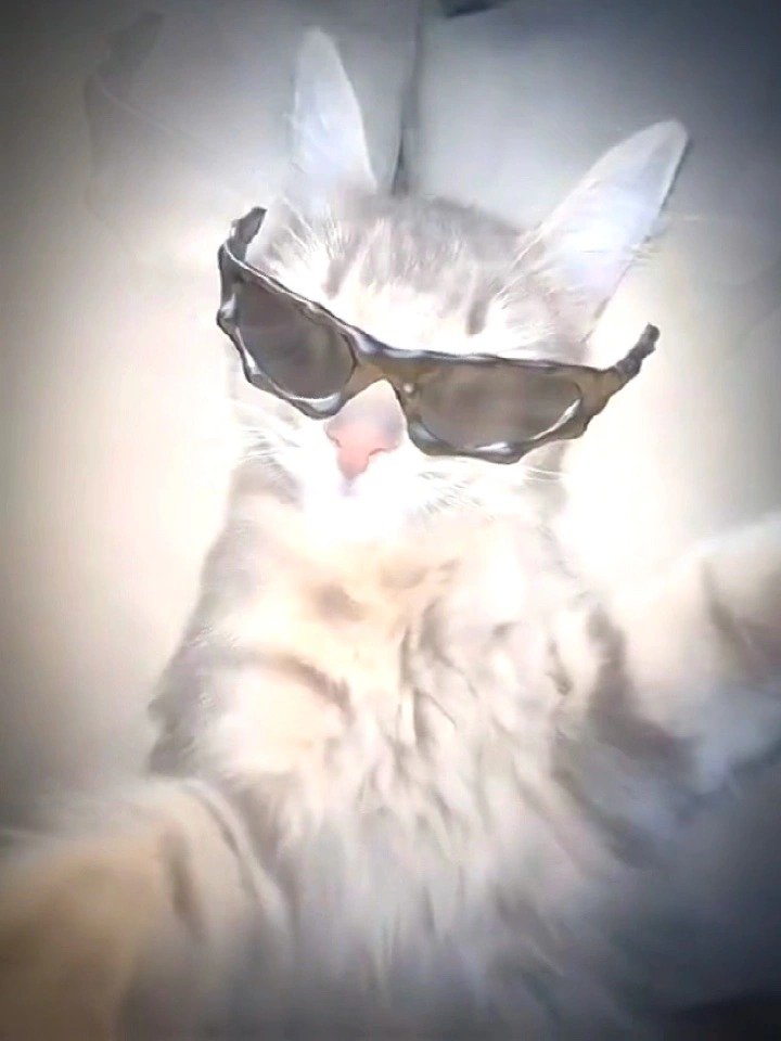 Sigma Cat Gif